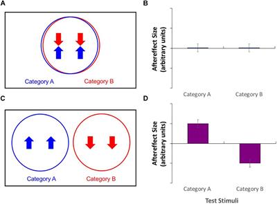 Gender and the Body Size Aftereffect: Implications for Neural Processing